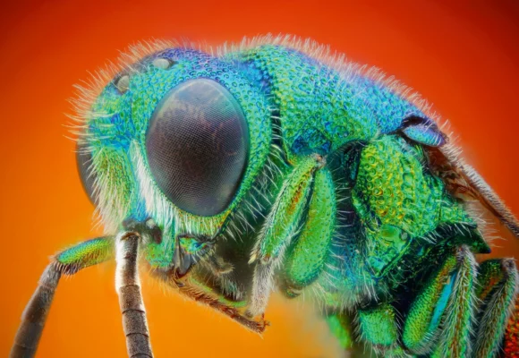 Mouche