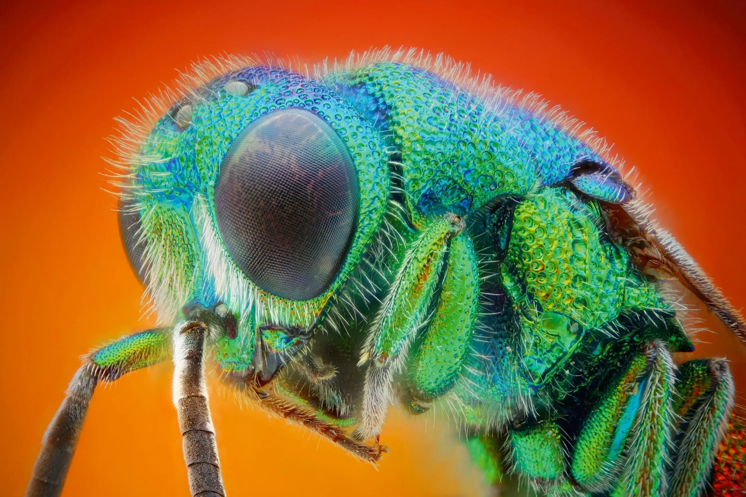Mouche