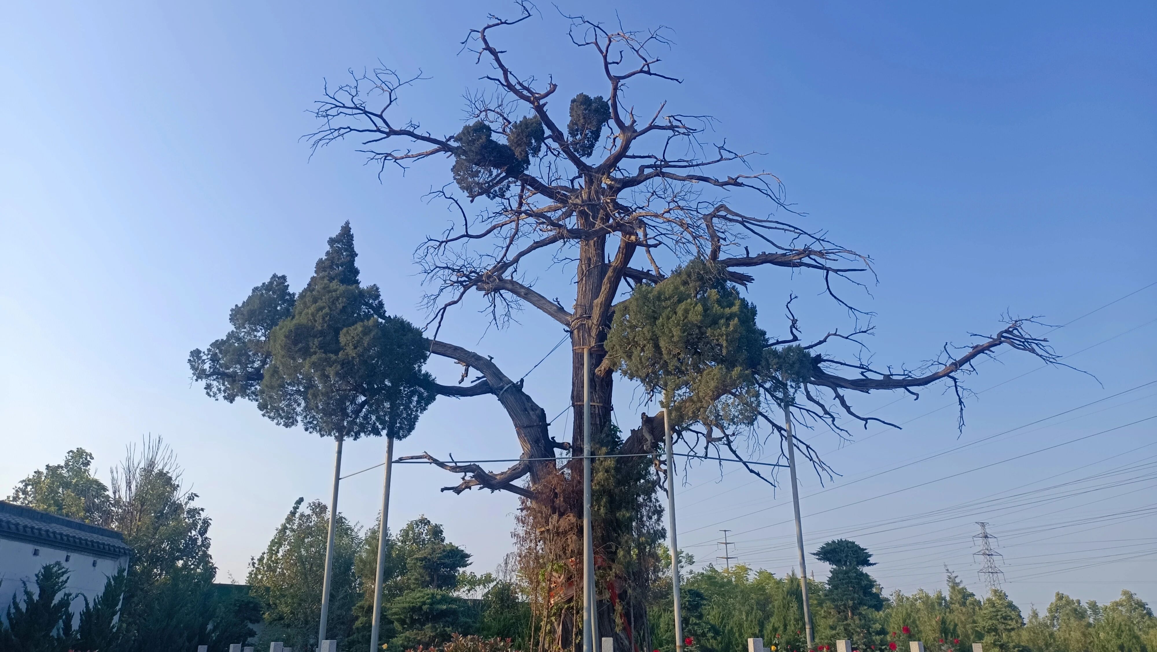 Linqing Mosque & Five‑Variety Cypress